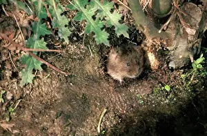 Arvicola: Water Vole