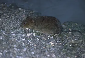 Voles: WATER VOLE