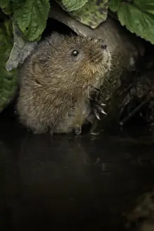 Vole: A Water Vole (Arvicola amphibius) peers out from
