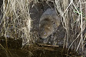 Voles: Water vole - Emerging from burrow
