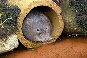 Arvicola: Water Vole - emerging from drain pipe