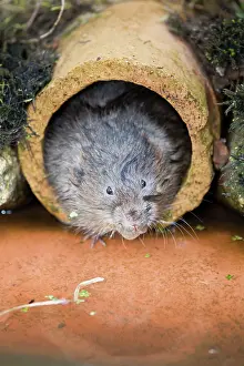 Arvicola: Water Vole - emerging from drain pipe