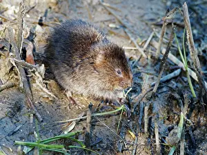 Voles: Water Vole - feeding Arvicola amphibius Essex, UK