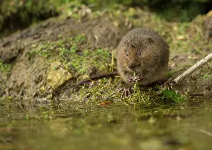 Voles: Water Vole feeding at bank of stream April