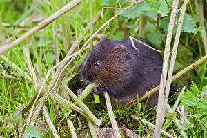 Arvicola: Water Vole - feeding on reed