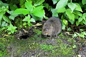 Arvicola: Water Vole - Feeding on river bank