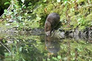 Arvicola: Water Vole - Feeding on river bank