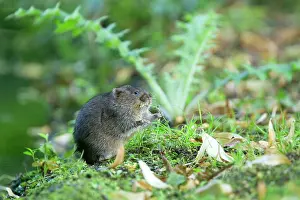 Arvicola: Water Vole - Feeding on river bank