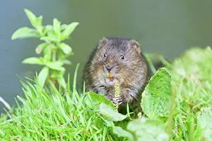 Arvicola: Water Vole - Feeding on river bank