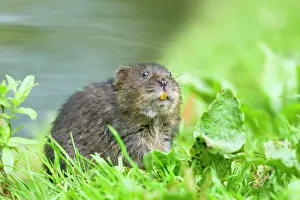 Arvicola: Water Vole - Feeding on river bank