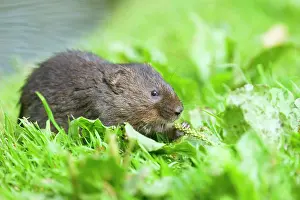 Arvicola: Water Vole - Feeding on river bank