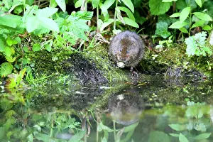 Arvicola: Water Vole - Feeding on river bank