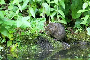 Arvicola: Water Vole - Feeding on river bank