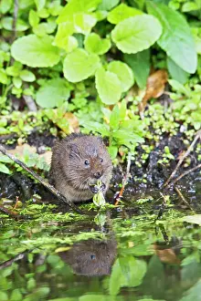 Riverbanks: Water Vole - feeding by water