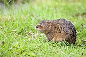 Voles: Water vole - In grass looking up