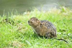 Voles: Water vole - Looking up on grass bank beside canal