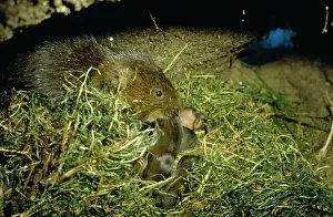 Arvicola: WATER VOLE - Mother and Babies