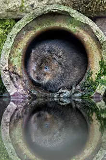 Pipe: Water Vole - In Pipe - UK