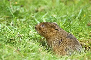 Voles: Water vole - Poking head out of burrow in grass