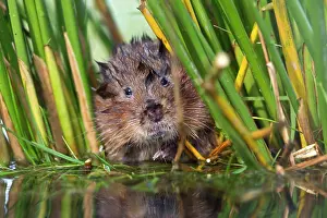 Arvicola: Water Vole - in reeds by water