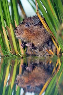 Arvicola: Water Vole - in reeds by water