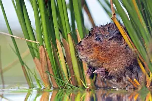 Arvicola: Water Vole - in reeds by water