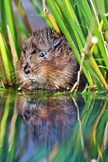 Arvicola: Water Vole - in reeds by water