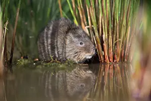 Vole: Water Vole - with reflection