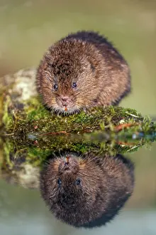 Vole: Water Vole - With Reflection - UK