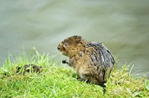 Voles: Water vole - Sitting up on banks of canal