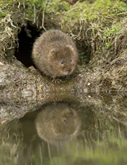 Voles: Water Vole sitting by burrow at stream with reflection