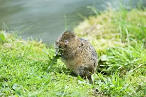 Voles: Water vole - Sitting up eating dandelion leaf