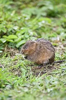 Voles: Water vole - Sitting up with food in paws