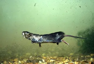 Voles: Water Vole - swimming underwater