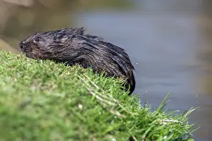 Vole: Water Vole - UK