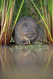 Voles: Water Vole by water