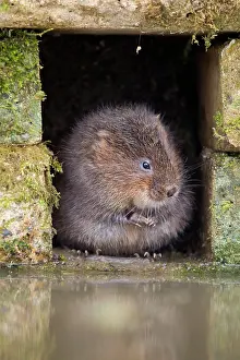 Voles: Water Vole by water