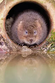 Voles: Water Vole by water