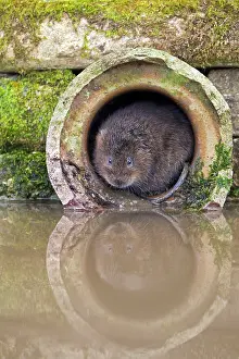 Voles: Water Vole by water