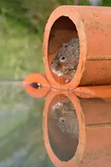 Voles: Water Vole by water