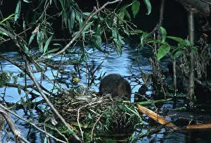 Voles: Water Vole by water