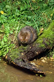 Arvicola: WATER VOLE - at waterIs edge