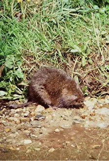 Voles: WATER VOLE - at water's edge