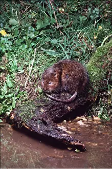 Voles: WATER VOLE - at water's edge