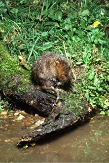 Voles: WATER VOLE - at water's edge