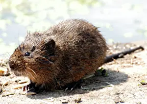 Voles: Water Vole - with wet fur
