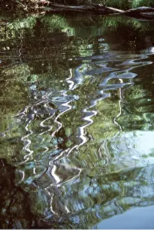 Rippled: WATER - White trunks reflected in rippled water