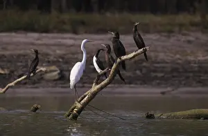 Murray: Waterbirds, Barmah Forest, Australia