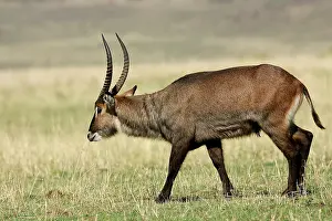 Waterbucks: Waterbuck