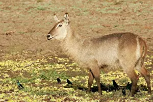 Waterbucks: Waterbuck